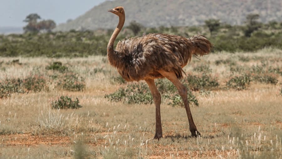 Somali Ostrich at Samburu National Reserve
