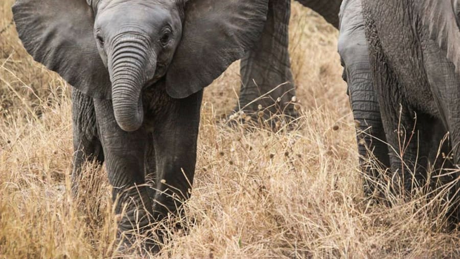 Elephants in the Masai Mara National Reserve