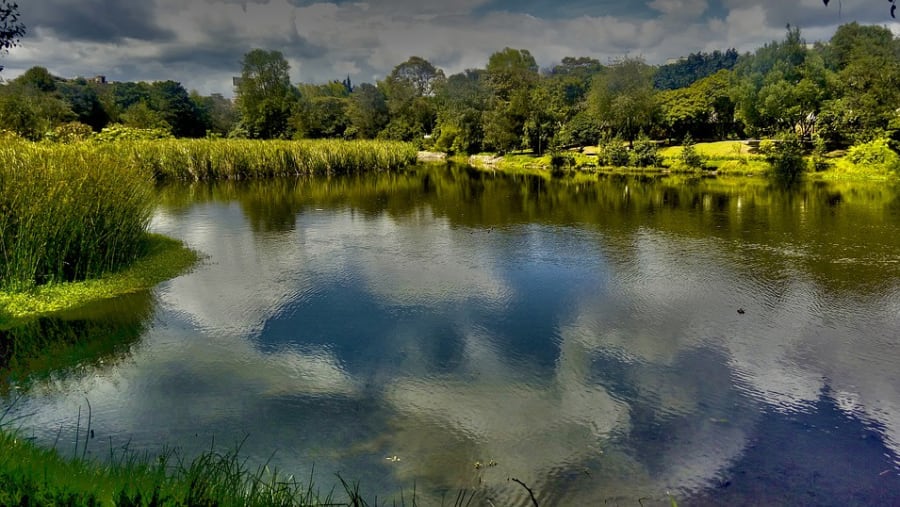Experience tranquility at Sabana de Bogota