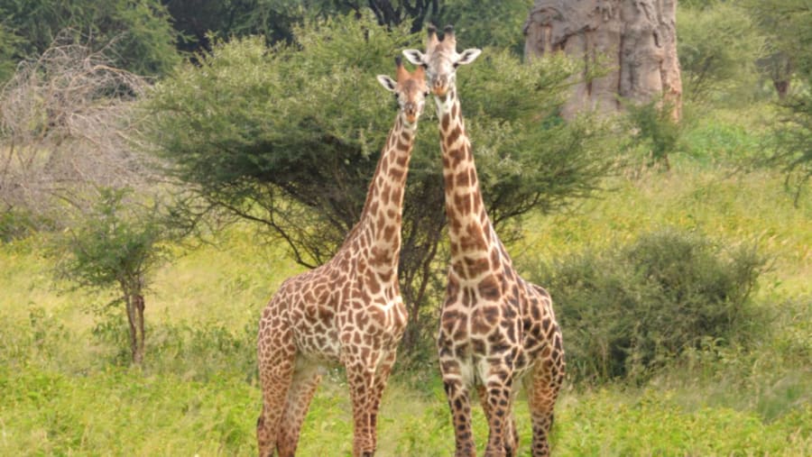 Giraffes