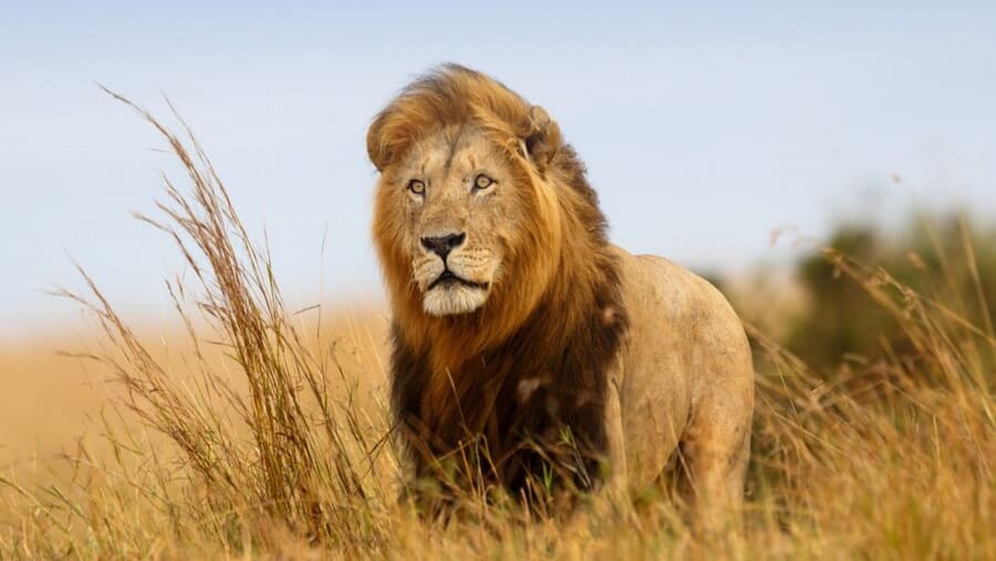 Lion