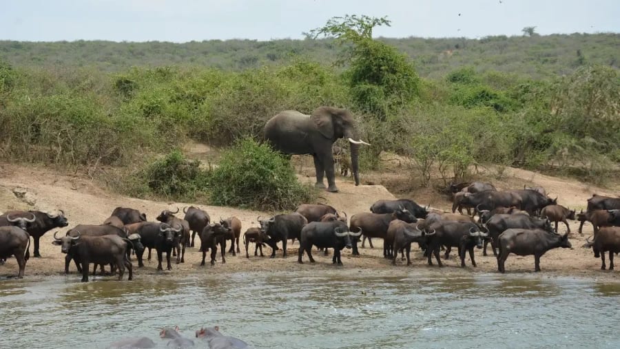 Queen Elizabeth NP Bufallos and Elephants