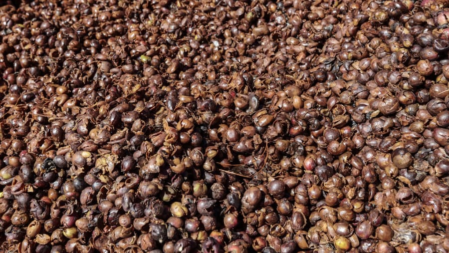 Coffee tour