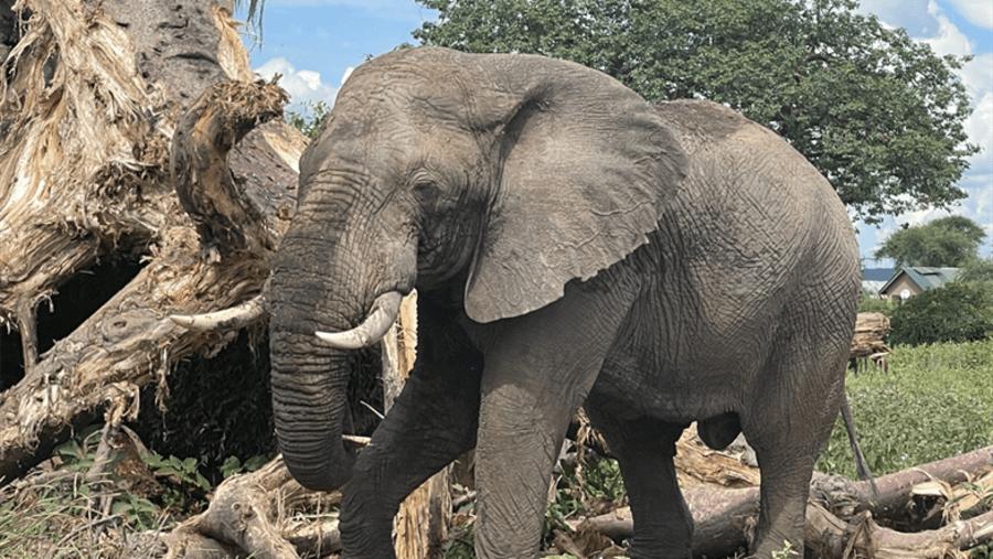 Tanzania Safari