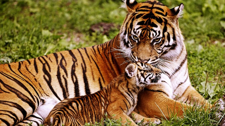 Majestic Bengal Tigers