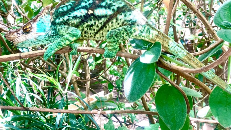 Spot the chameleon