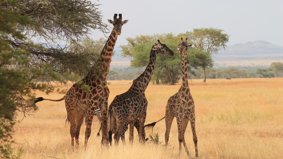 Wildlife in Africa
