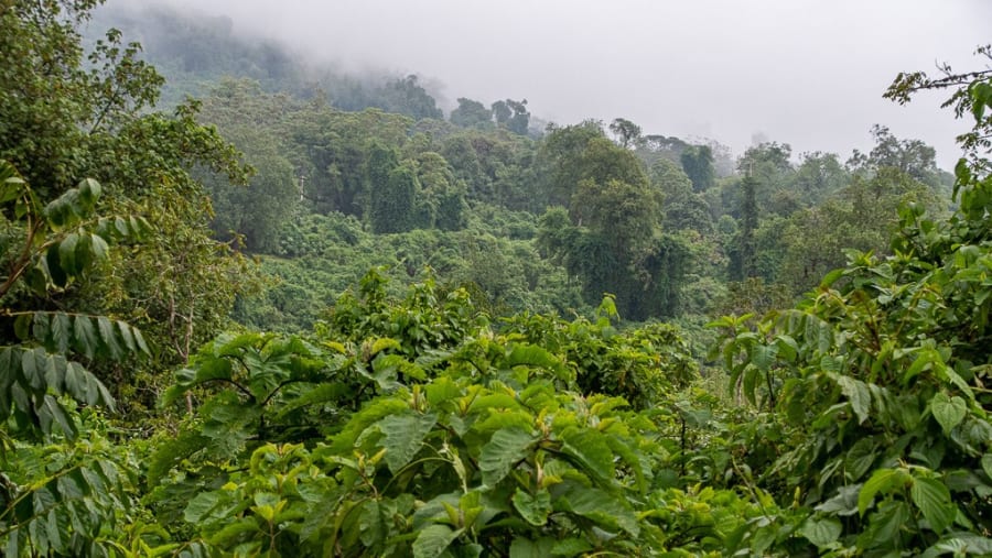 Harenna Forest, Ethiopia