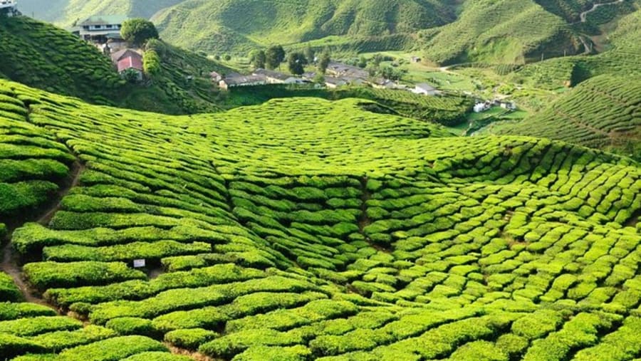 Cameron Highlands