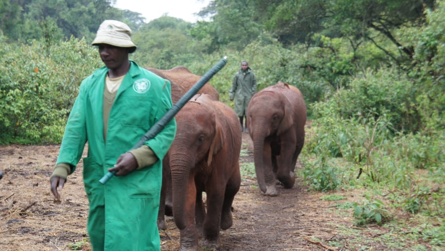 Jungle Elephant Sighting
