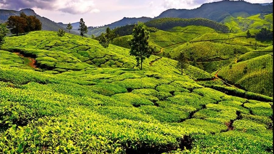 Sreemangal