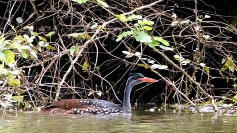 Heron