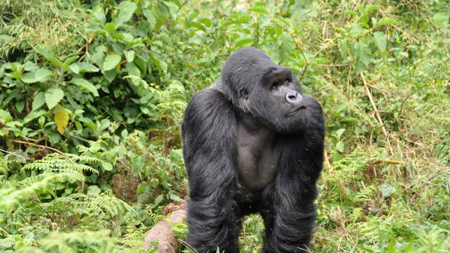 Spot Gorilla