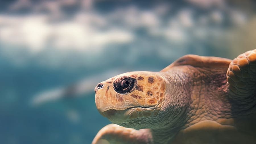 Aquarium du Gosier