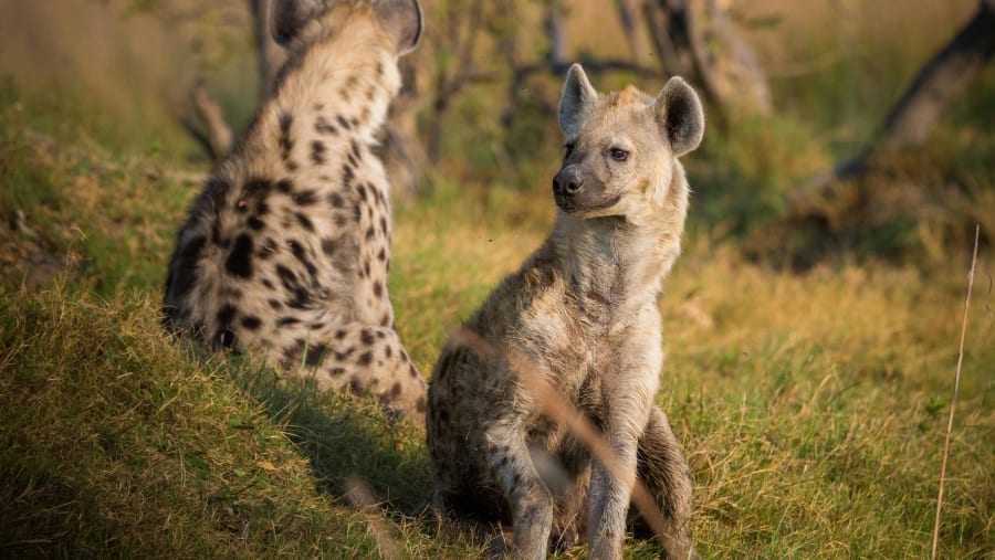 Witness the African wildlife
