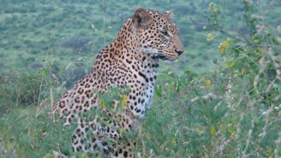 African leopard