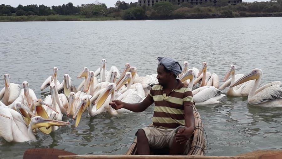 Feed food to the white pelicans