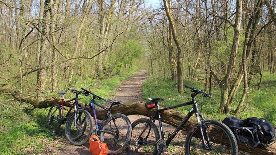 Green Forest