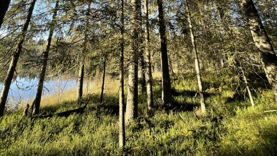 Forest