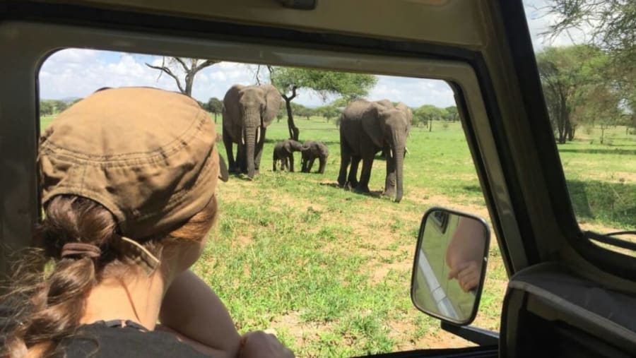 Wild Elephants
