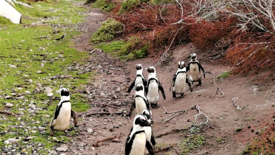 Penguins