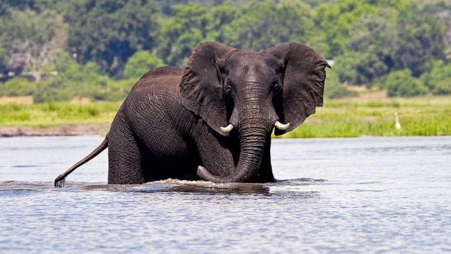 Chobe National Park