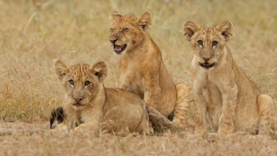 Lion cubs at sight in the Masai Mara Game Reserve, Kenya