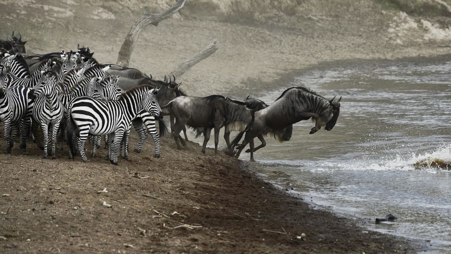 zebras and wildebeests