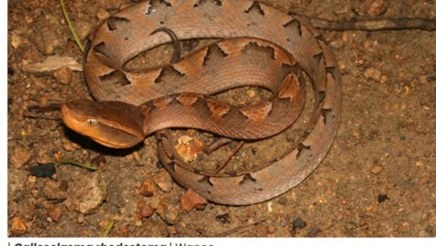 Calloselasma rhodostoma