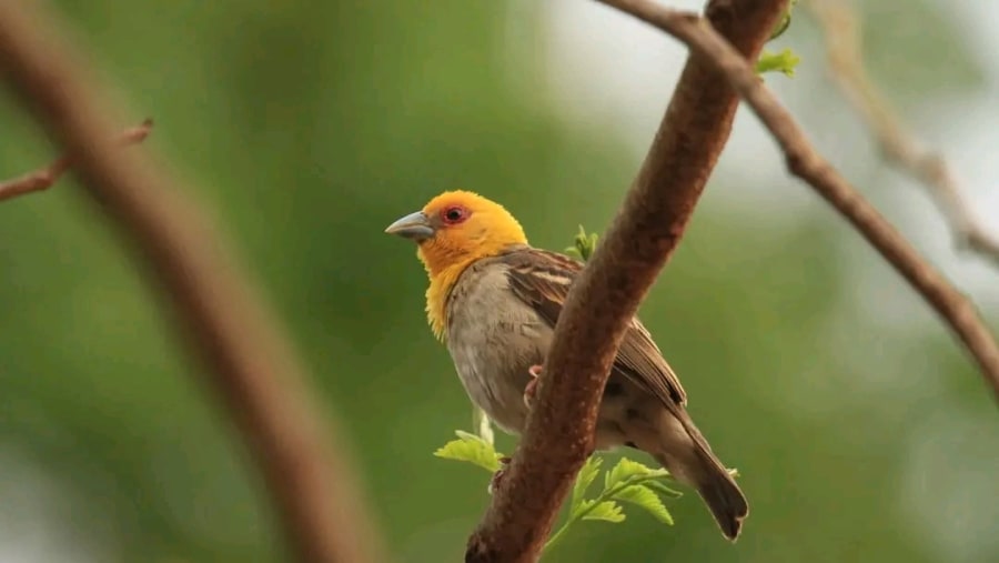 Explore the unique bird life at Kirindy Forest Park