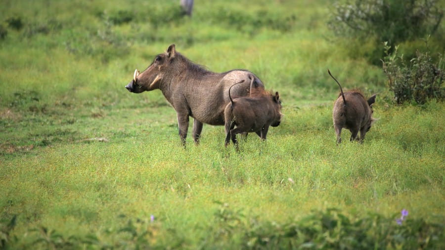 Wild Boar