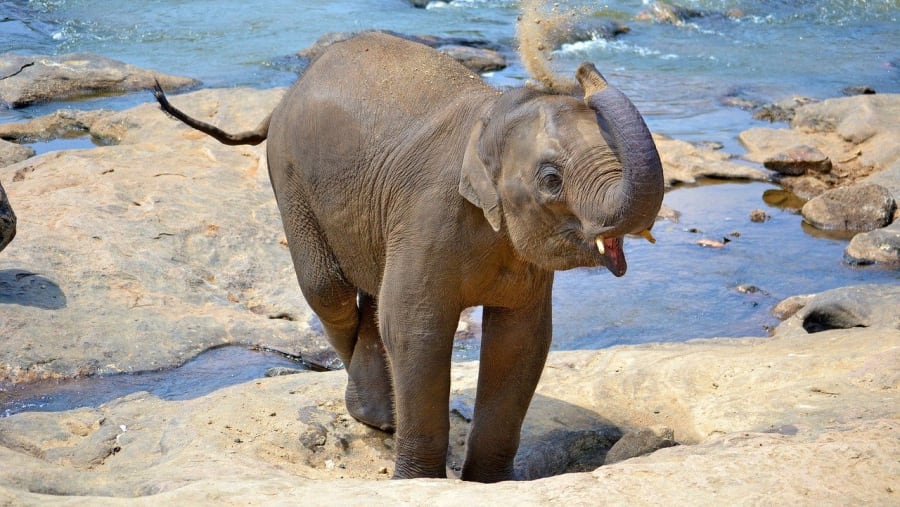 Baby Elephant at Pinnawala Elephant Orphanage