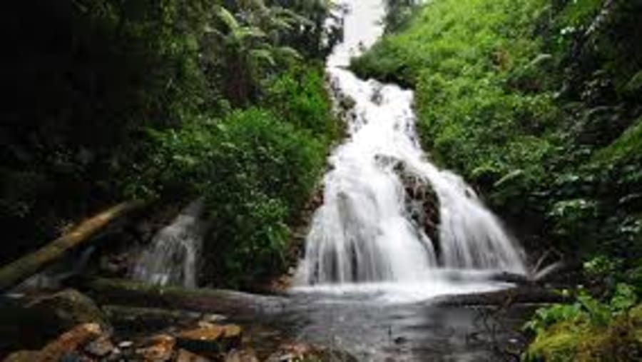 Bwindi Gorilla Trekking Safari in Bwindi Impenetrable National Park
