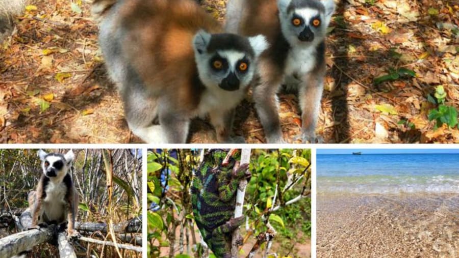 Wildlife of Madagascar