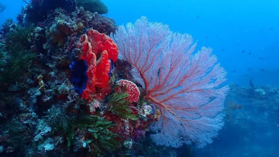 Marine Life