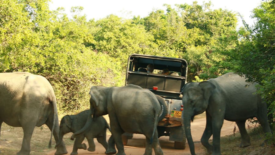 Yala National Park