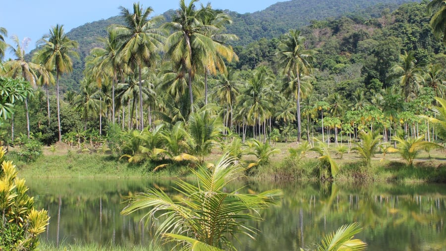Amazon Rainforest