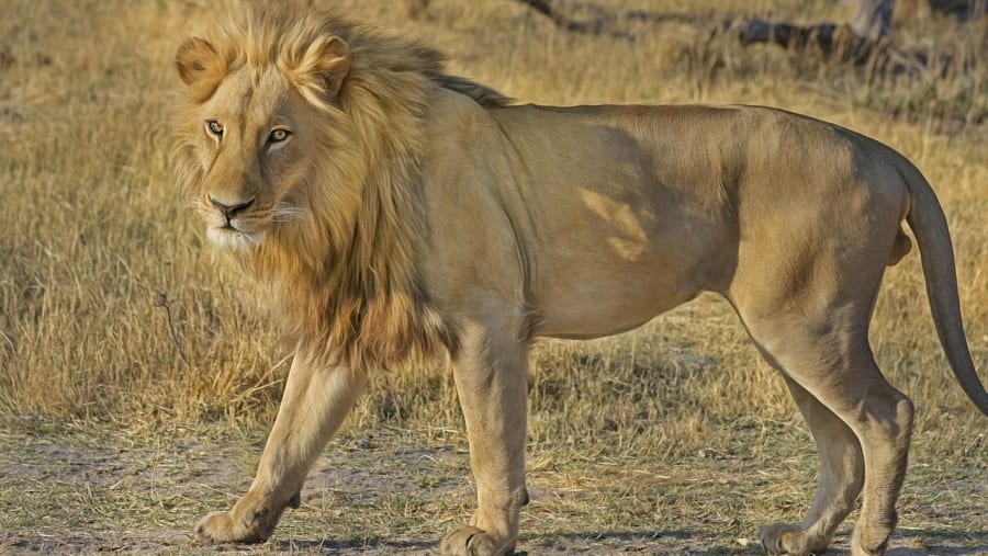 African Lion