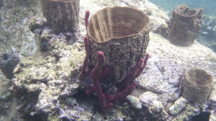 Snorkeling adventure