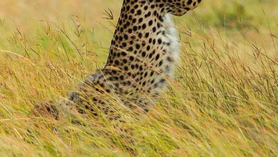 Cheetah hunting at Mikumi National Park