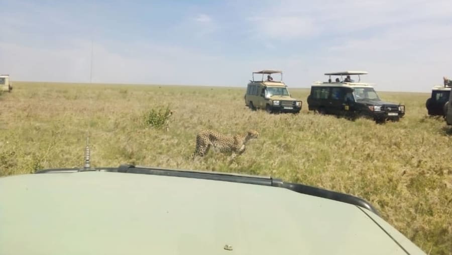 Ngorongoro Crater Safari