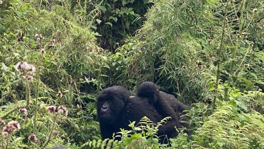 Gorilla Trekking