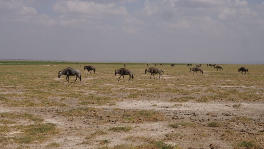 Wildebeests