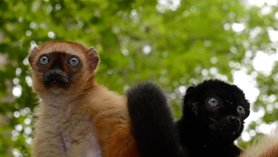 Spot playful lemurs at Madagascar