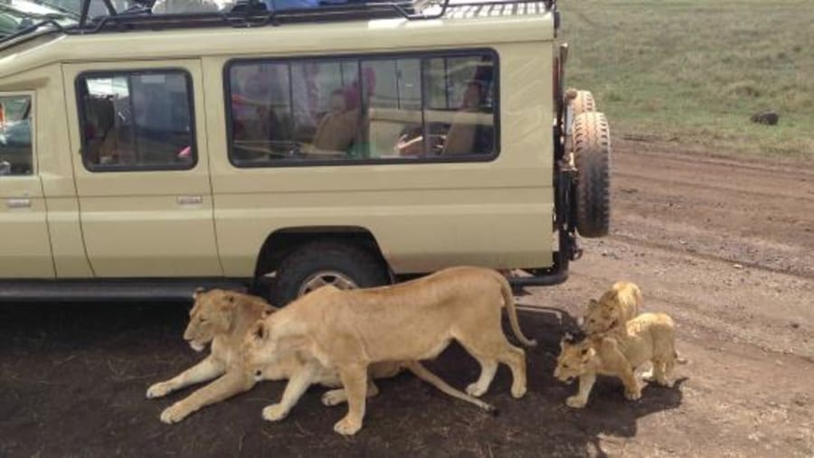 Lions on your game drive