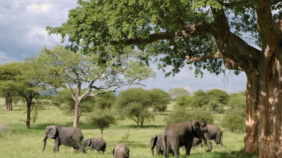 Elephant Herd