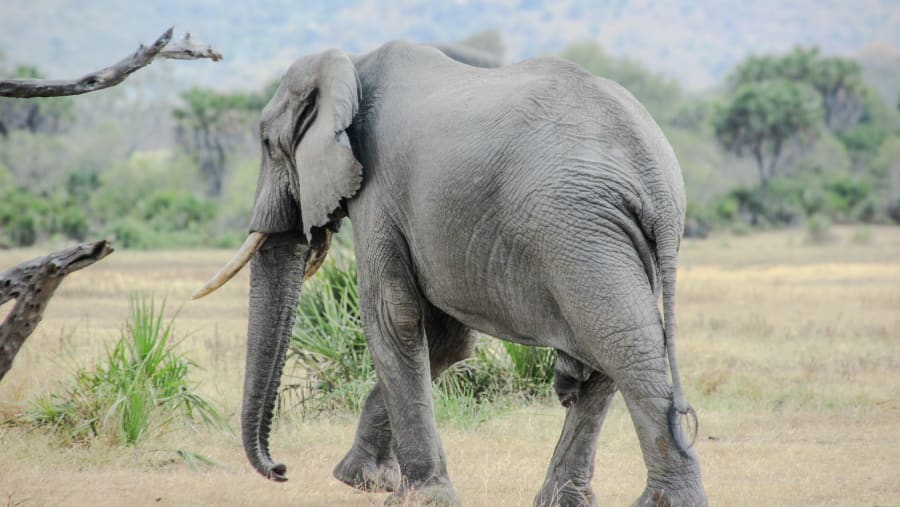 Nyerere National Park
