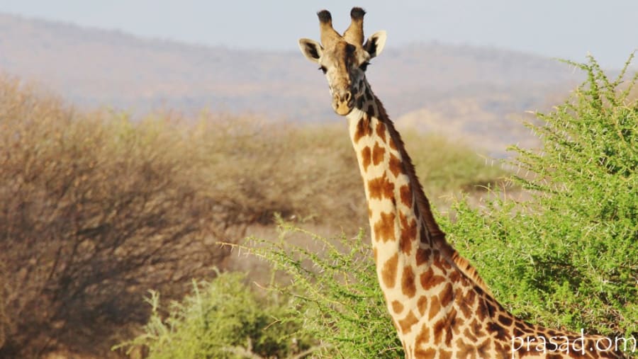 Giraffe at Tarangire National Park