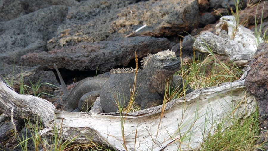 Marina iguana in Isabela Island
