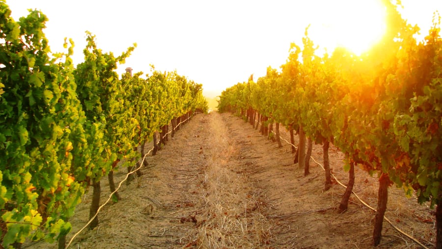 Wine fields